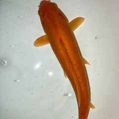 金魚（琵琶湖産ヒブナ）