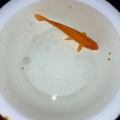 金魚（琵琶湖産ヒブナ）