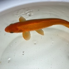 金魚（琵琶湖産ヒブナ）