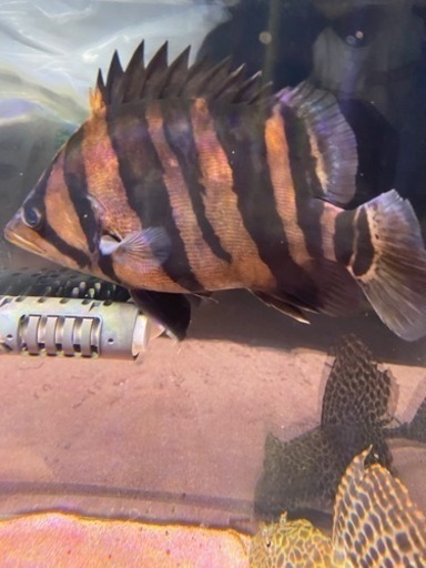 ダトニオ2