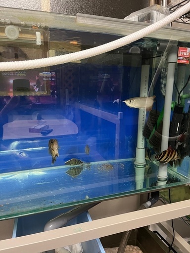 ダトニオ等