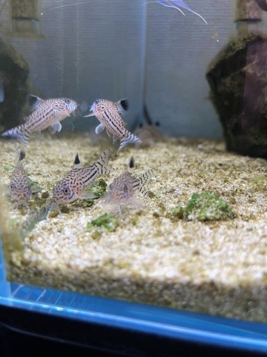 コリドラスジュリー5匹熱帯魚 ハリー 上田のその他の中古あげます 譲ります ジモティーで不用品の処分