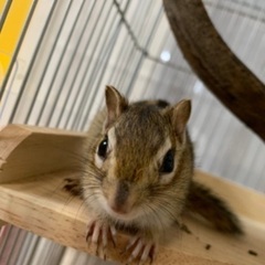 シマリス 里親募集 ジモティー