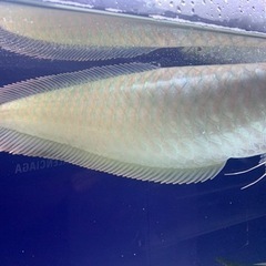 シルバーアロワナ プラチナタイプ 目測50cm程度 ヒゲ欠損