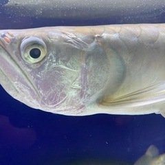 シルバーアロワナ プラチナタイプ 目測50cm程度 ヒゲ欠損