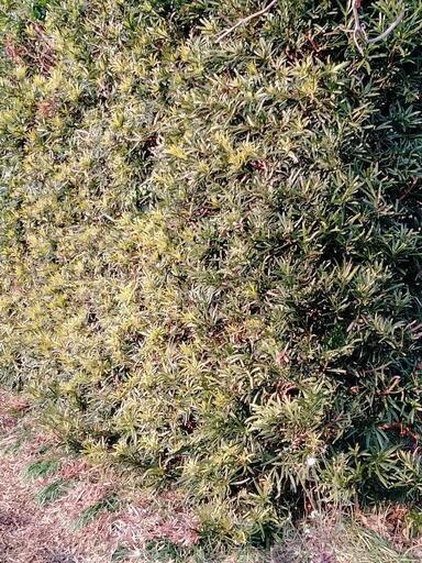 庭木　マキ　20年から50年ものです。