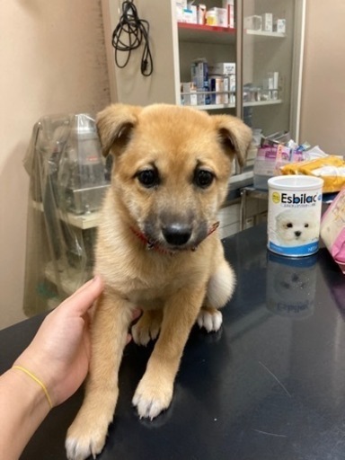 岡山市保健所 可愛い雑種の女の子 2 4キロ ニモ 岡山のその他の里親募集 ジモティー