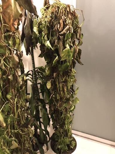 5点セット★中野区 手渡し 観葉植物 ドラセナ ポトス 幸福の木 大型 150cm以上 格安★