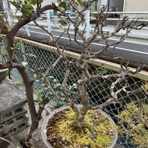 木瓜　盆栽　大型