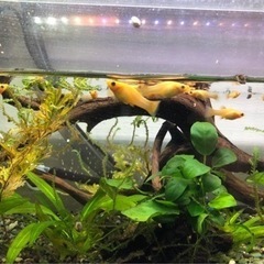 群馬県の中古熱帯魚が無料 格安で買える ジモティー