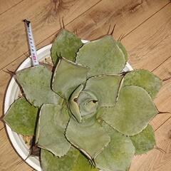 パリートランカータ 吉祥天 大株