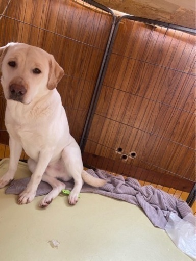 ラブラドールレトリバーと紀州犬のミックス犬 稲田 飾磨のその他の里親募集 ジモティー
