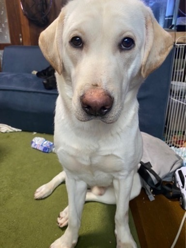 ラブラドールレトリバーと紀州犬のミックス犬 稲田 飾磨のその他の里親募集 ジモティー