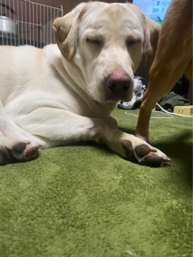 ラブラドールレトリバーと紀州犬のミックス犬 稲田 飾磨のその他の里親募集 ジモティー