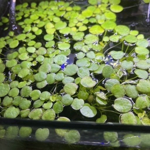 アマゾンフロッグピット 水草 ヨッシー 嵐山の家具の中古あげます 譲ります ジモティーで不用品の処分