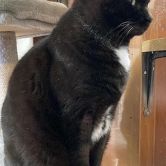 心優しい男前の黒猫さん − 神奈川県