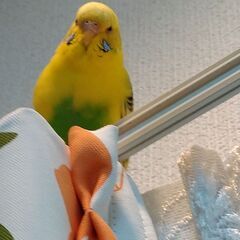 インコ探してください！！！！