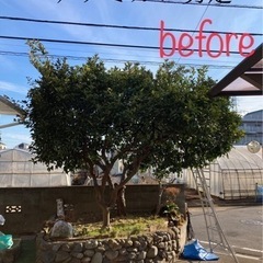 🌿植木でお困りならまずはご連絡を！🌿 - 練馬区