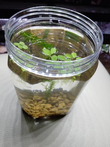 メダカ初心者入門飼育セットボトルアクアリウム 鉢底 田神のその他の中古あげます 譲ります ジモティーで不用品の処分