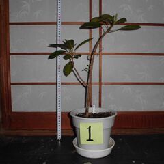 観葉植物　フランスゴムの木１