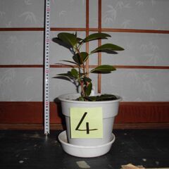 観葉植物フランスゴムの木４