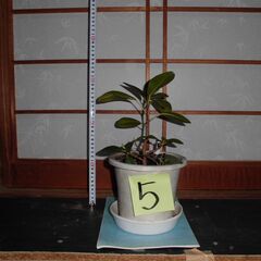 観葉植物フランスゴムの木５