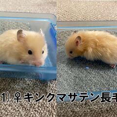 2021年12月29日に生まれたゴールデンハムスターです。 飼育...