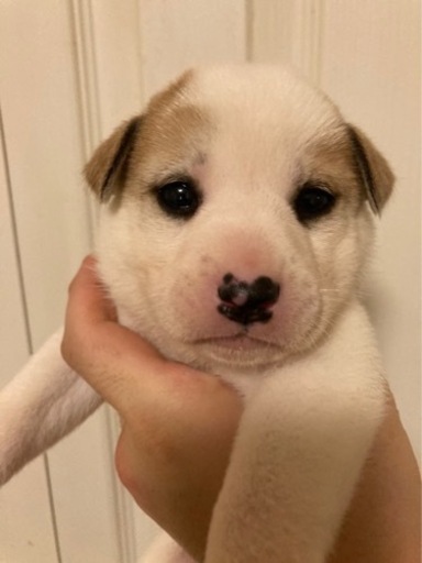 生後3か月の子犬ちゃん ルル 五反田の犬の里親募集 ジモティー