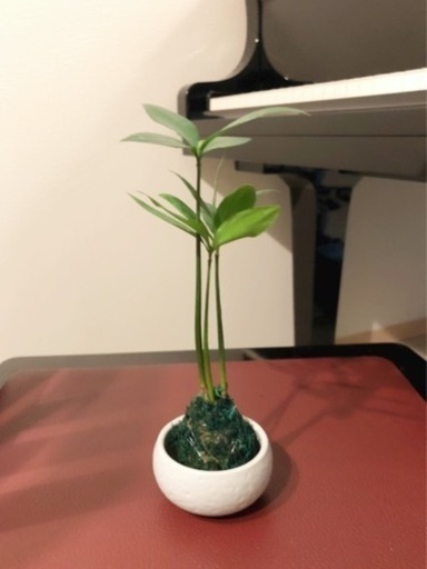 観葉植物ナギ 苔玉仕様cmおしゃれな陶器の受け皿付き Shun植物と暮らす 西早稲田の家庭用品 ガーデニング の中古あげます 譲ります ジモティーで不用品の処分