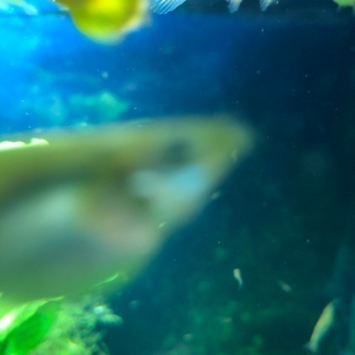 商談中めっちゃおまけします 助けて下さい グッピー稚魚成魚含む いっちー 白鷺のその他の中古あげます 譲ります ジモティーで不用品の処分