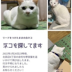 【大阪/迷子猫】リードをつけたままの白ネコを探しています。 