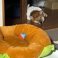 【ネット決済】犬ベッド