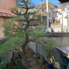 🎍庭木剪定・草刈り作業、気軽にお声かけ下さい🎍