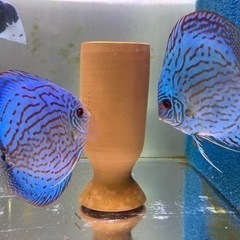 中古ディスカスが無料 格安で買える ジモティー