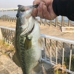 釣り友募集！の画像