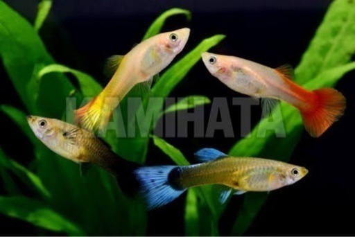 ミックスグッピー オスメス 稚魚も お譲り致します A A 新潟のその他の中古あげます 譲ります ジモティーで不用品の処分