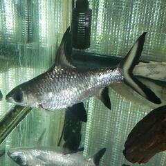 熱帯魚　シルバーシャーク