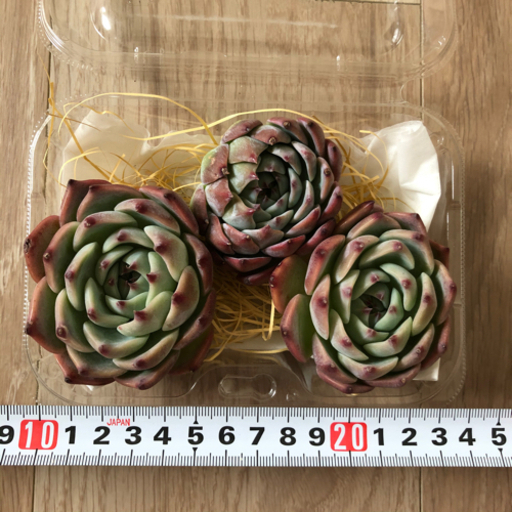 水蜜桃　3苗セット　多肉植物　韓国苗　カット苗