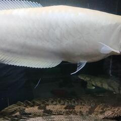 アルビノシルバーアロワナ(セミショート)