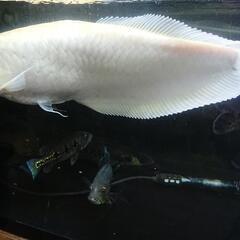 アルビノシルバーアロワナ(セミショート)