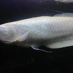 アルビノシルバーアロワナ(セミショート)