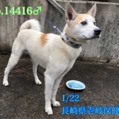 里親決定　　🆘保健所収容🐶1か月位徘徊していた人馴れ🙆‍♀️まだ...