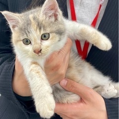 【終の住処決まりました🙇‍♀️】シャイでおっとり😸ふわふわのパス...