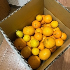 【ネット決済】柑橘類…箱込み10.5kg①