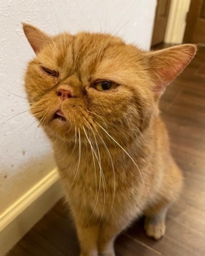 葉山町ねこねこランド保護猫譲渡会のお知らせ Hayamaneko 三浦の猫の里親募集 ジモティー