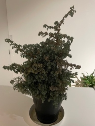 観葉植物コニファーブルーバード Megumi 鵠沼海岸のその他の中古あげます 譲ります ジモティーで不用品の処分