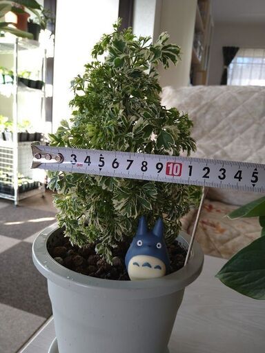 予約済みポリシャススノープリンセス ゆうかり 小机のその他の中古あげます 譲ります ジモティーで不用品の処分