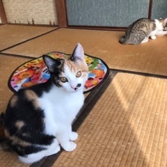 みんな決まりました(*´∀｀*)引き取って下さった皆様ありがとうございました！ - 猫