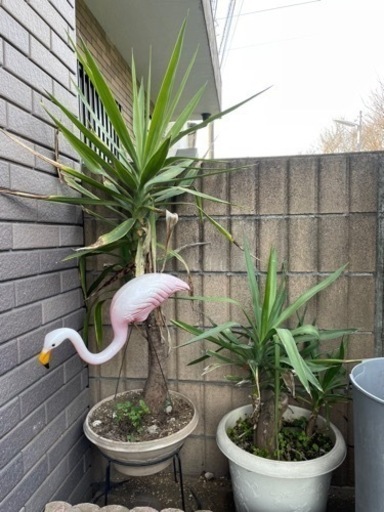 観葉植物色々