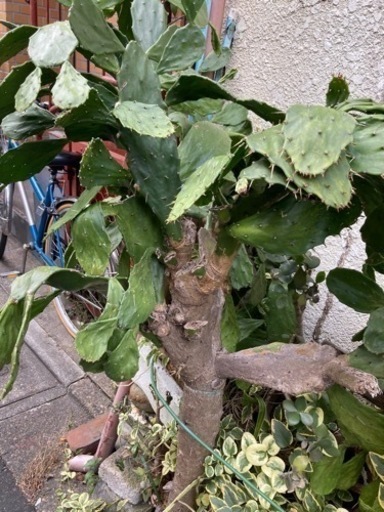 お譲り先決まりました✴︎ウチワサボテン
